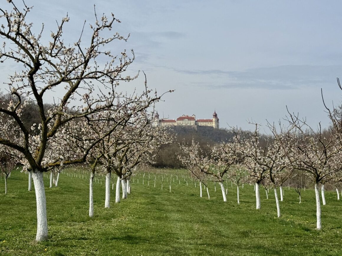 Marillenblüte im Frühling © Murmelz